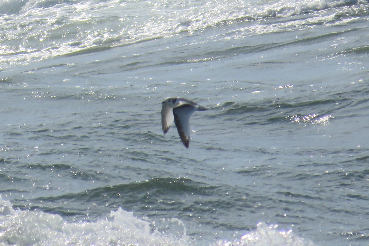 Black-legged Kittiwake - ML640717050