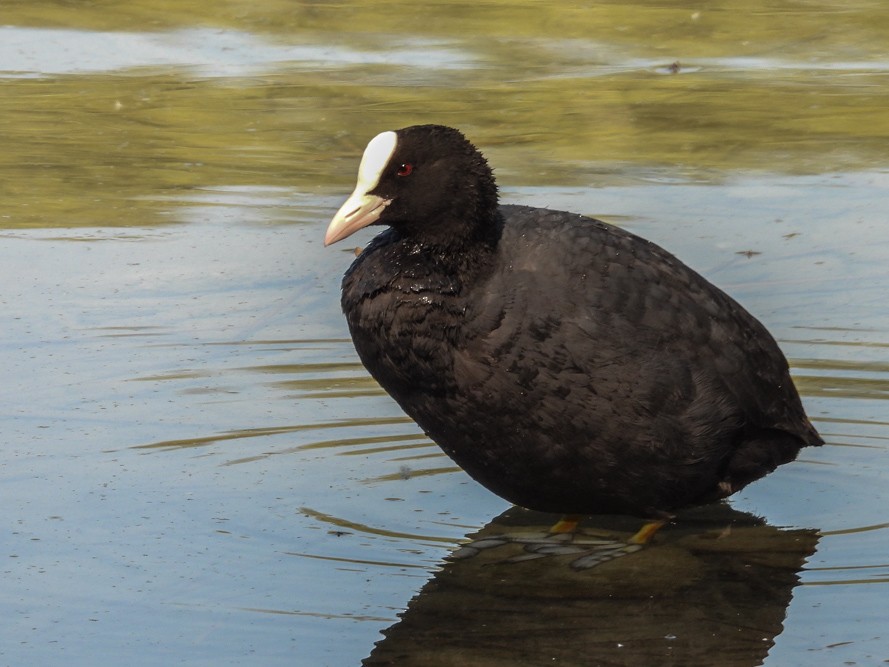 Eurasian Coot - ML640717058