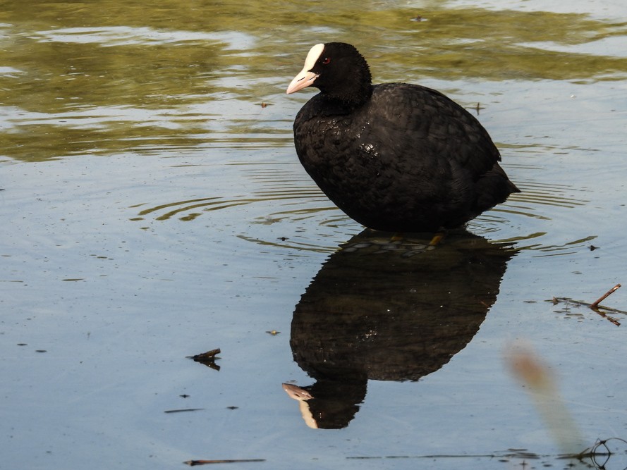 Eurasian Coot - ML640717069