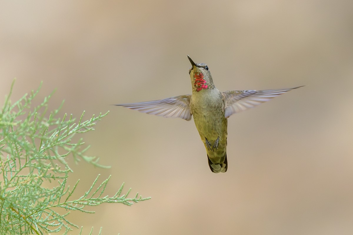 rødmaskekolibri - ML640717078