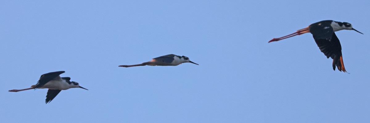 Black-necked Stilt (Black-necked) - ML640717079