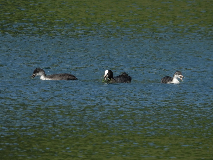 Eurasian Coot - ML640717082