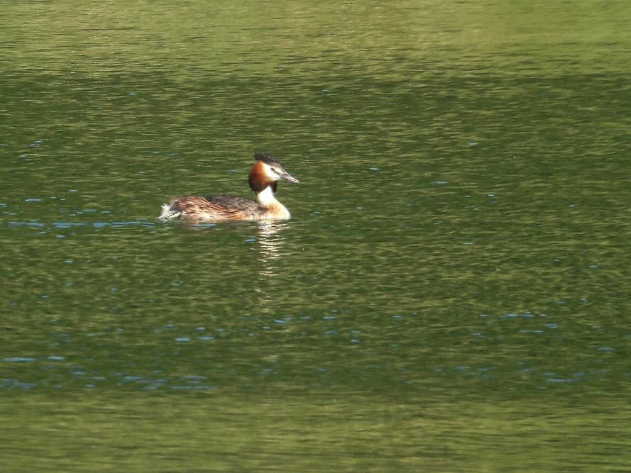 Great Crested Grebe - ML640717090