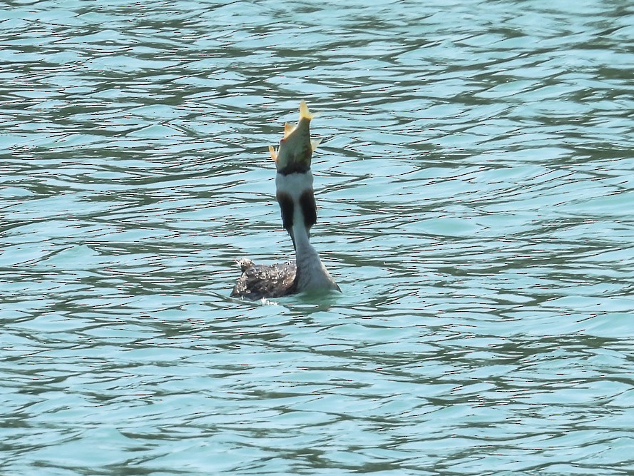 Great Crested Grebe - ML640717097