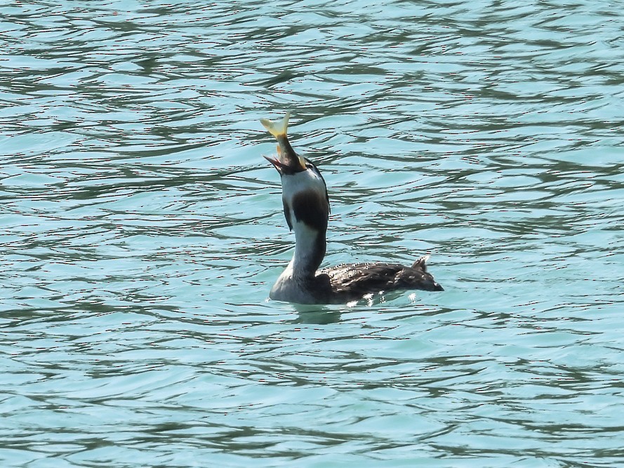 Great Crested Grebe - ML640717106