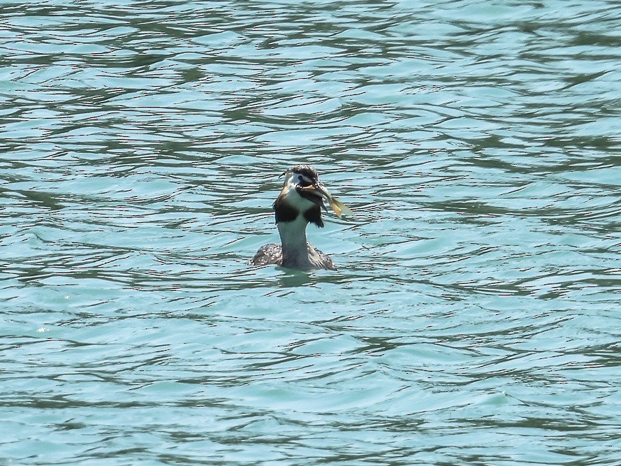 Great Crested Grebe - ML640717108