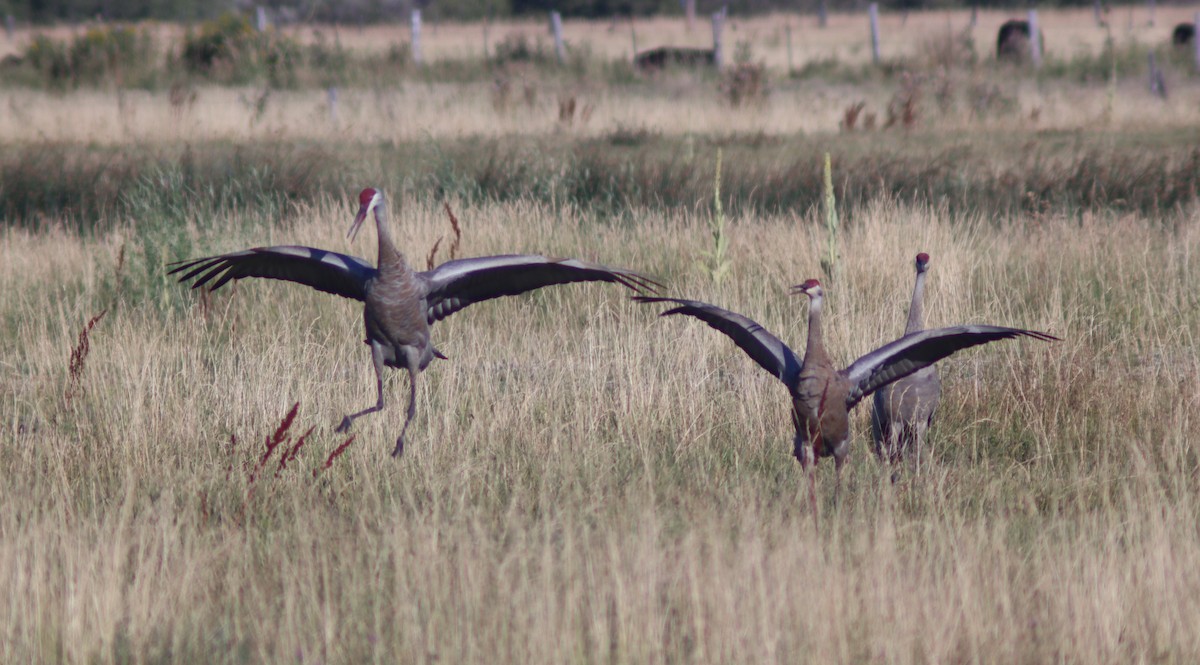 Sandhill Crane - ML640717109