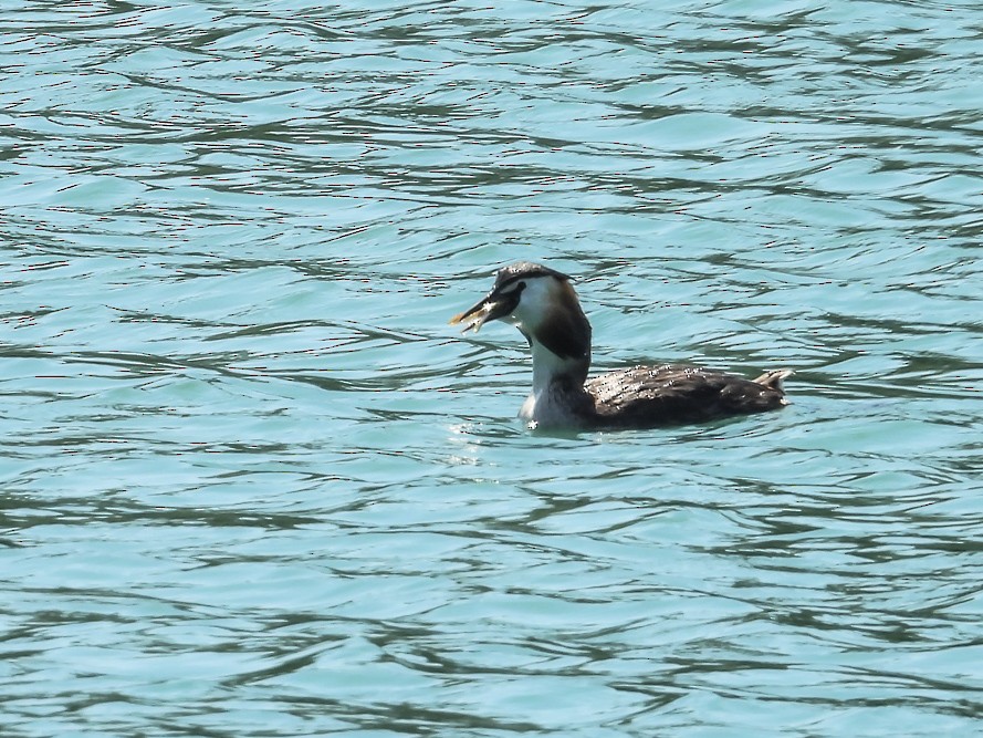 Great Crested Grebe - ML640717119