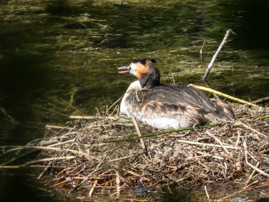 Great Crested Grebe - ML640717130
