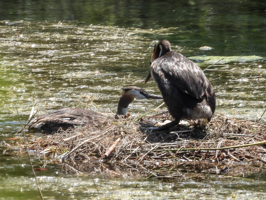 Great Crested Grebe - ML640717142