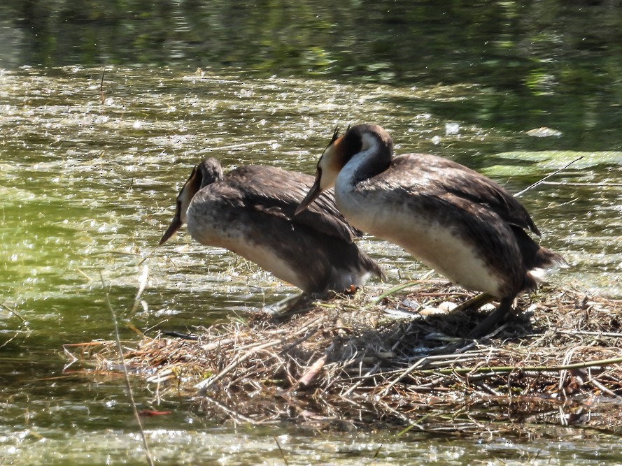 Great Crested Grebe - ML640717148