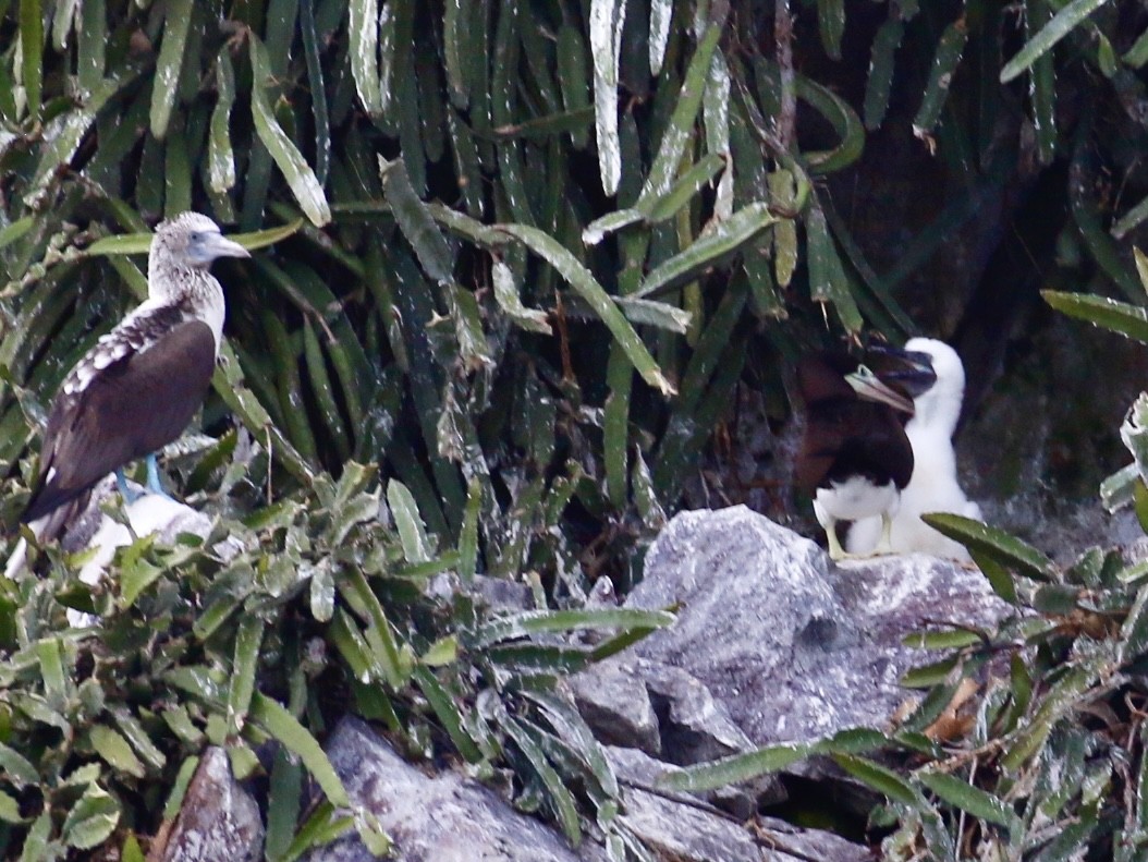 Blue-footed Booby - ML640717161
