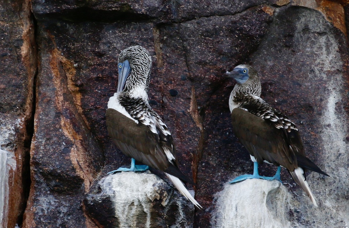 Blue-footed Booby - ML640717162