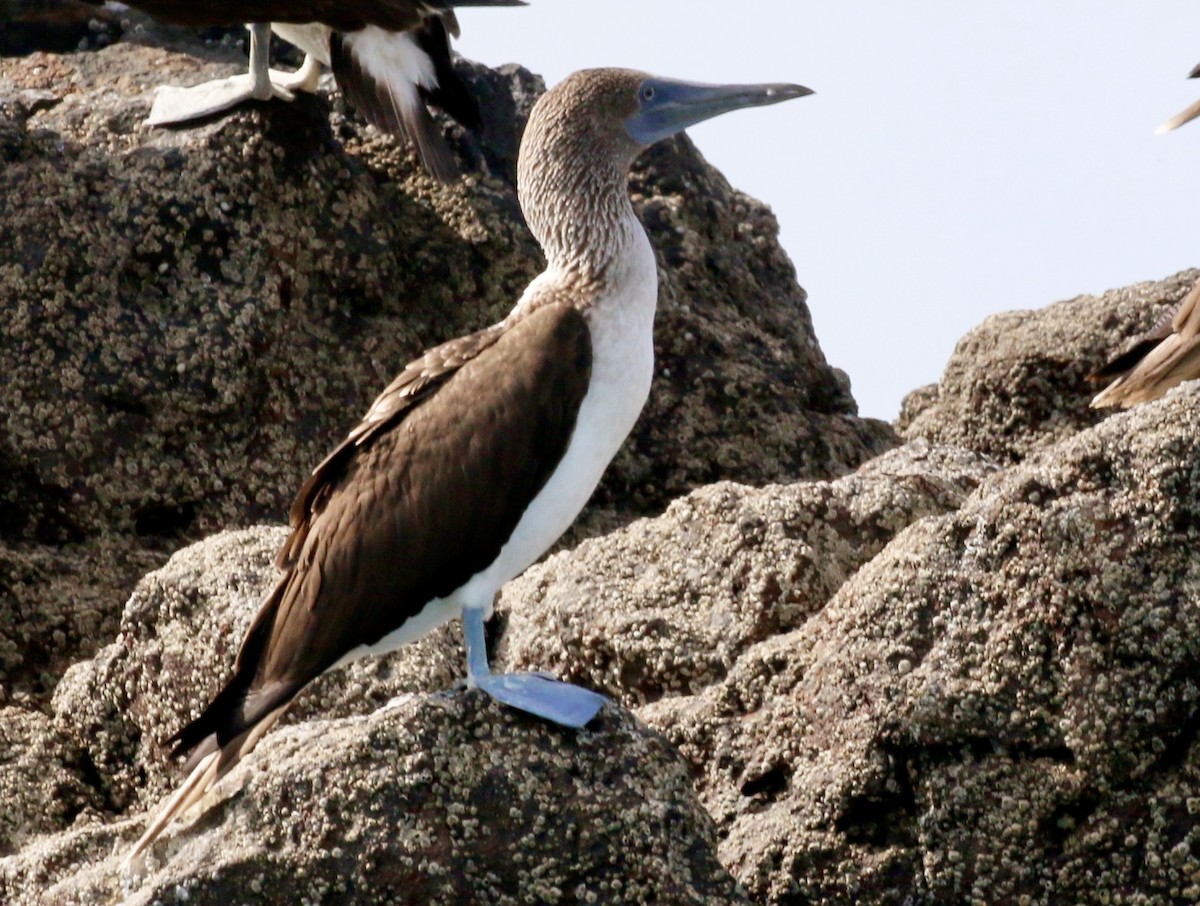 Blue-footed Booby - ML640717163