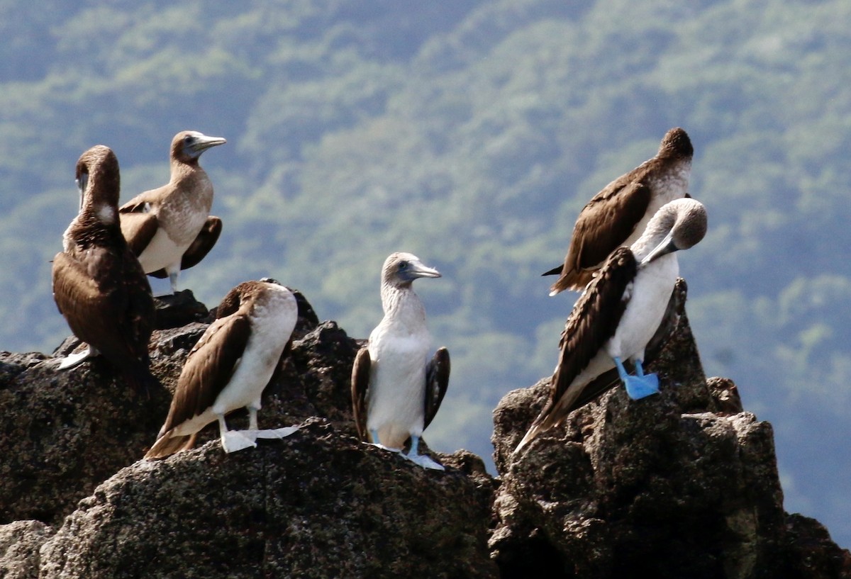 Blue-footed Booby - ML640717164
