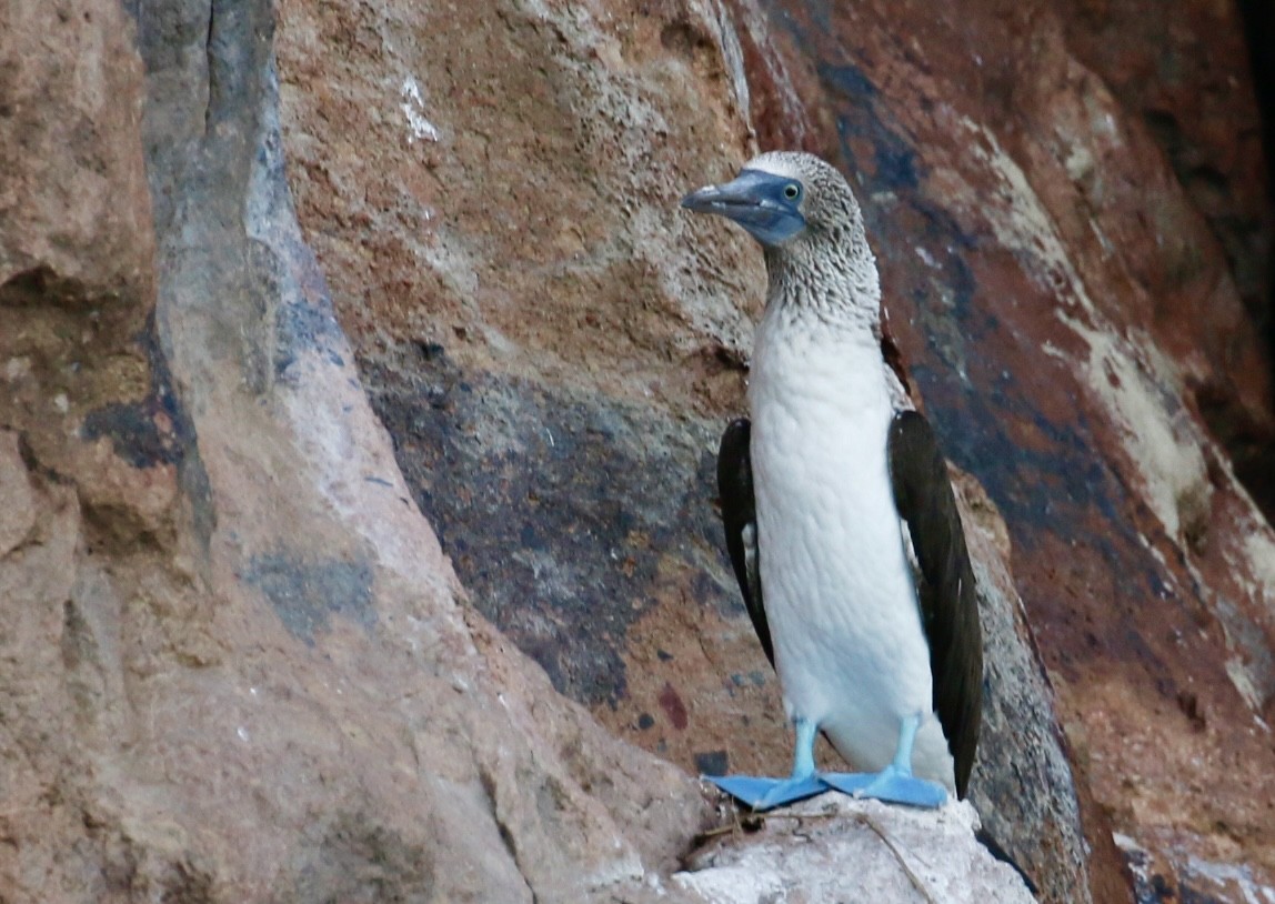 Blue-footed Booby - ML640717165