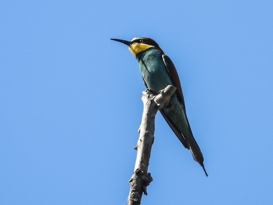 European Bee-eater - ML640717171