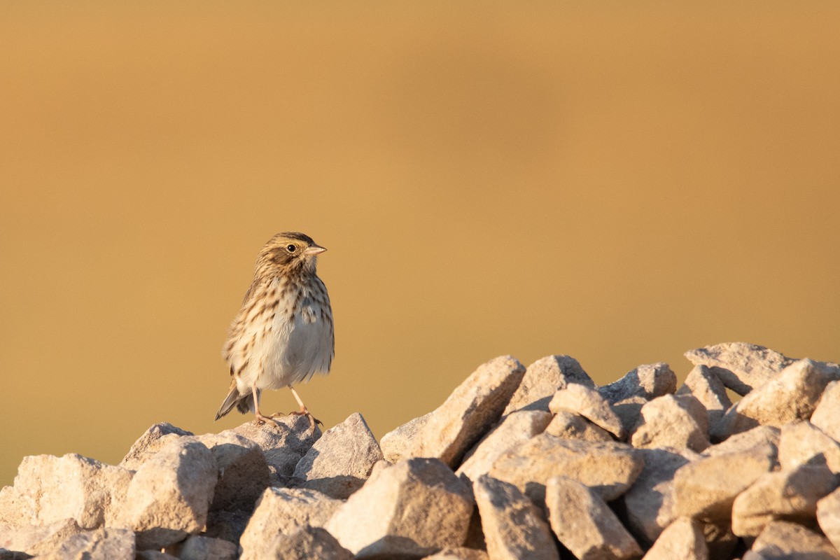 Savannah Sparrow - ML640717175
