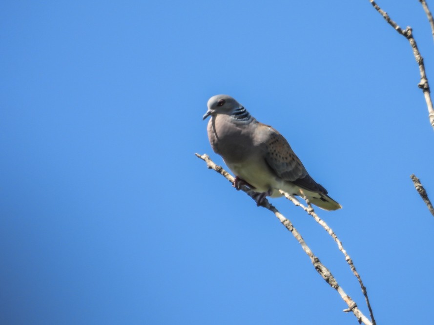 European Turtle-Dove - ML640717181