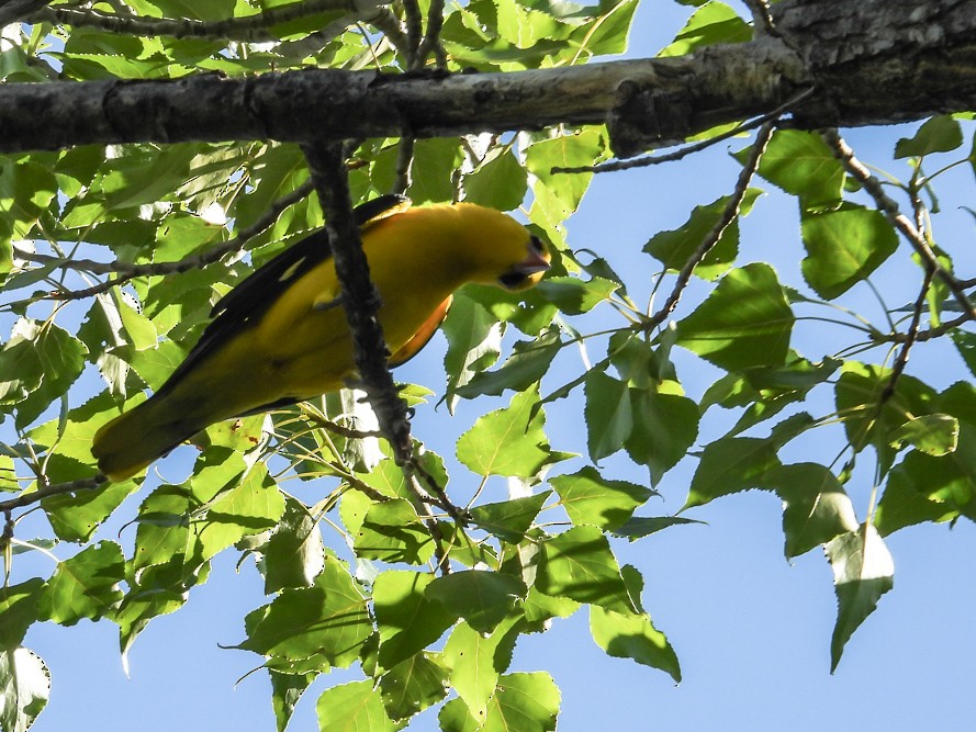 Eurasian Golden Oriole - ML640717205