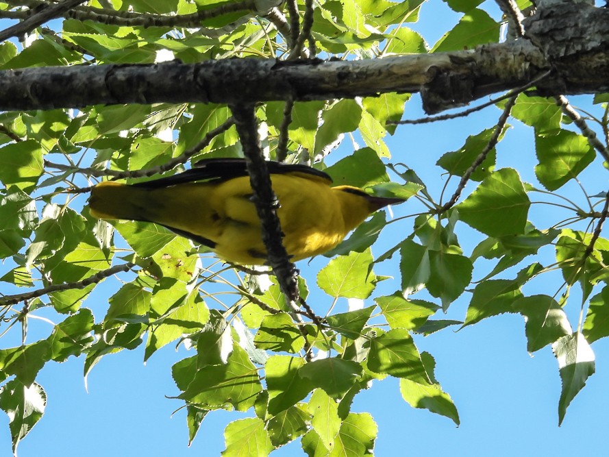 Eurasian Golden Oriole - ML640717212
