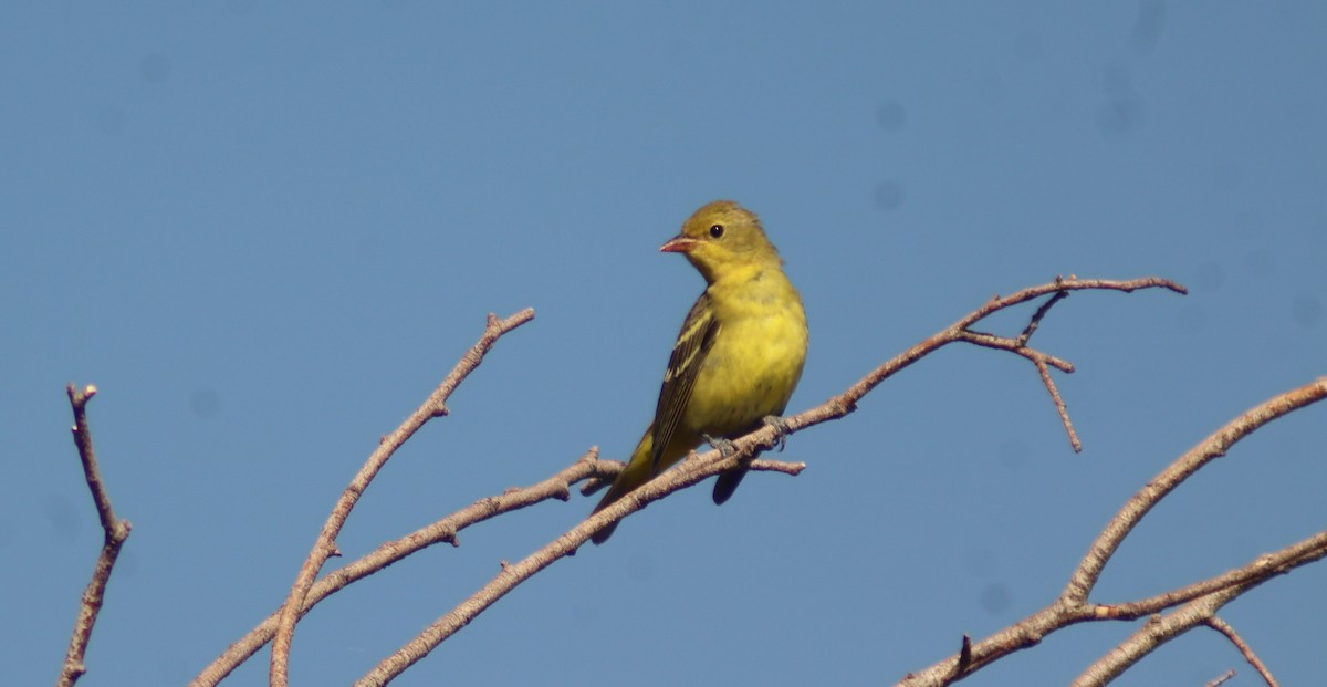 Western Tanager - ML640717253