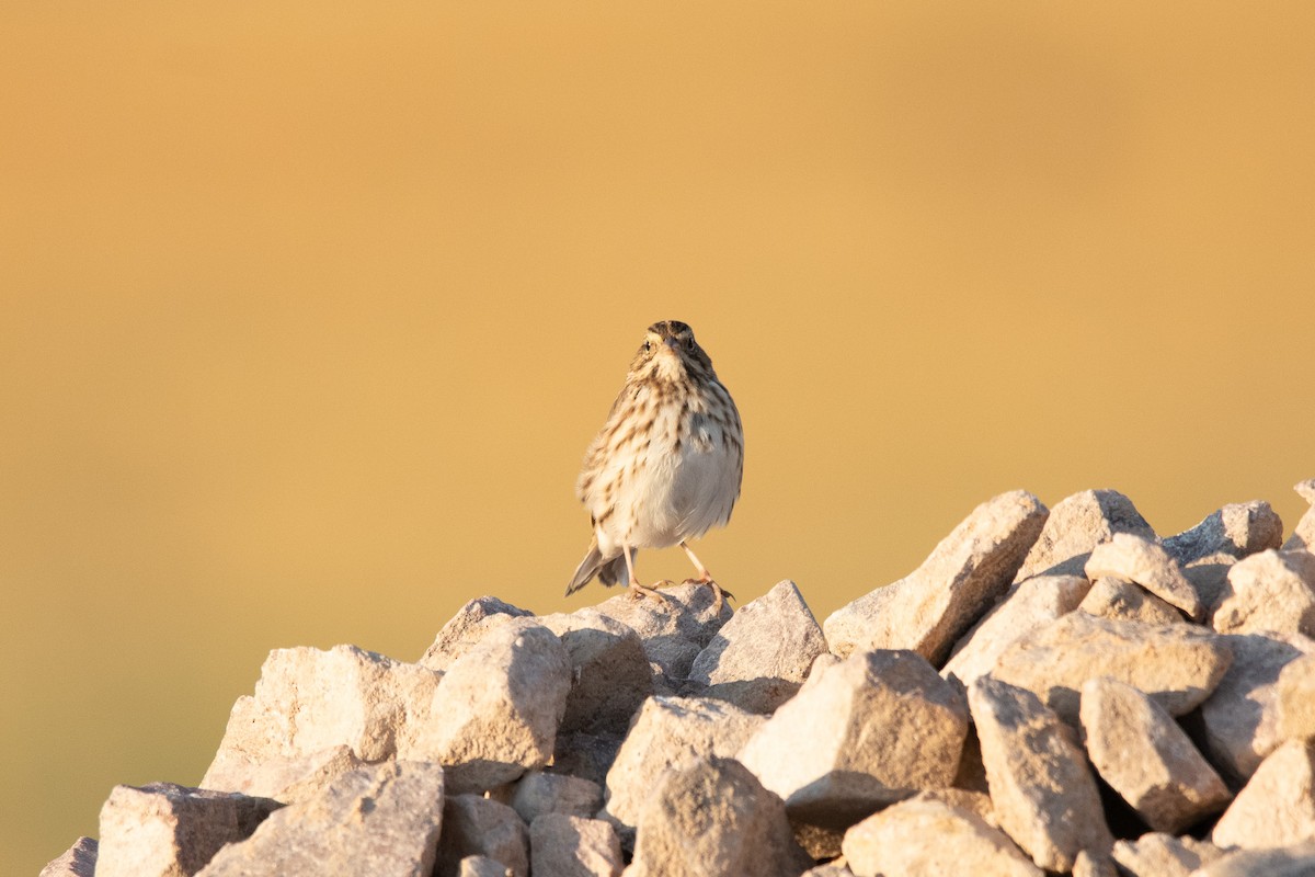 Savannah Sparrow - ML640717257