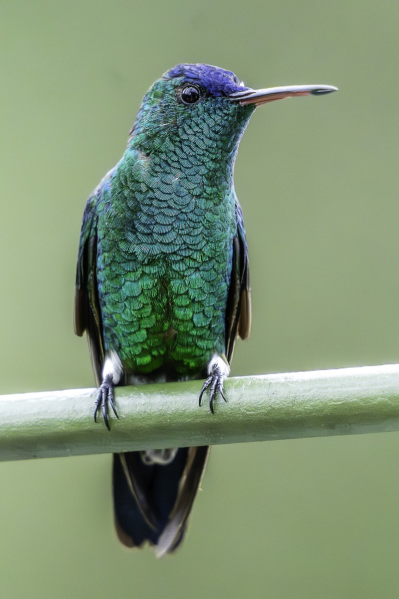 Indigo-capped Hummingbird - ML640717318