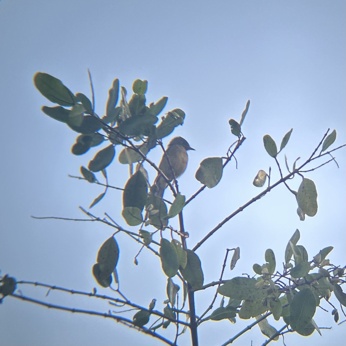 Lesser Antillean Pewee - ML640717321
