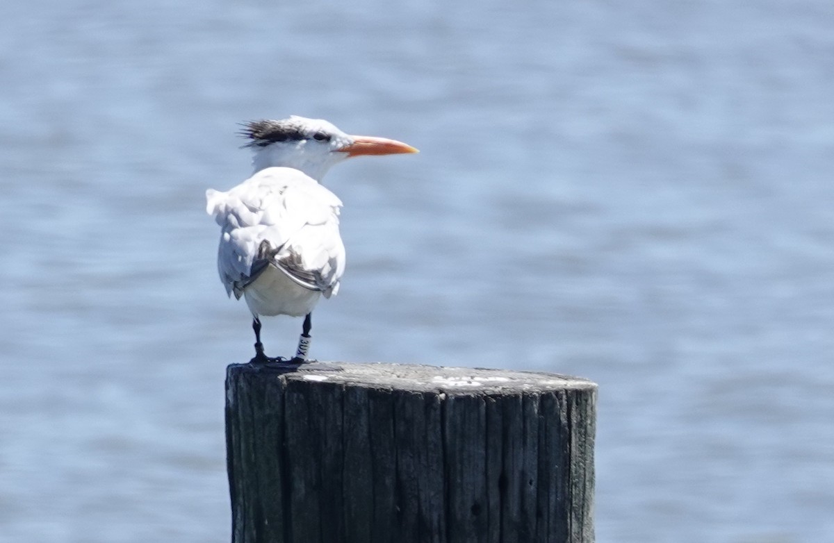 Royal Tern - ML640717345