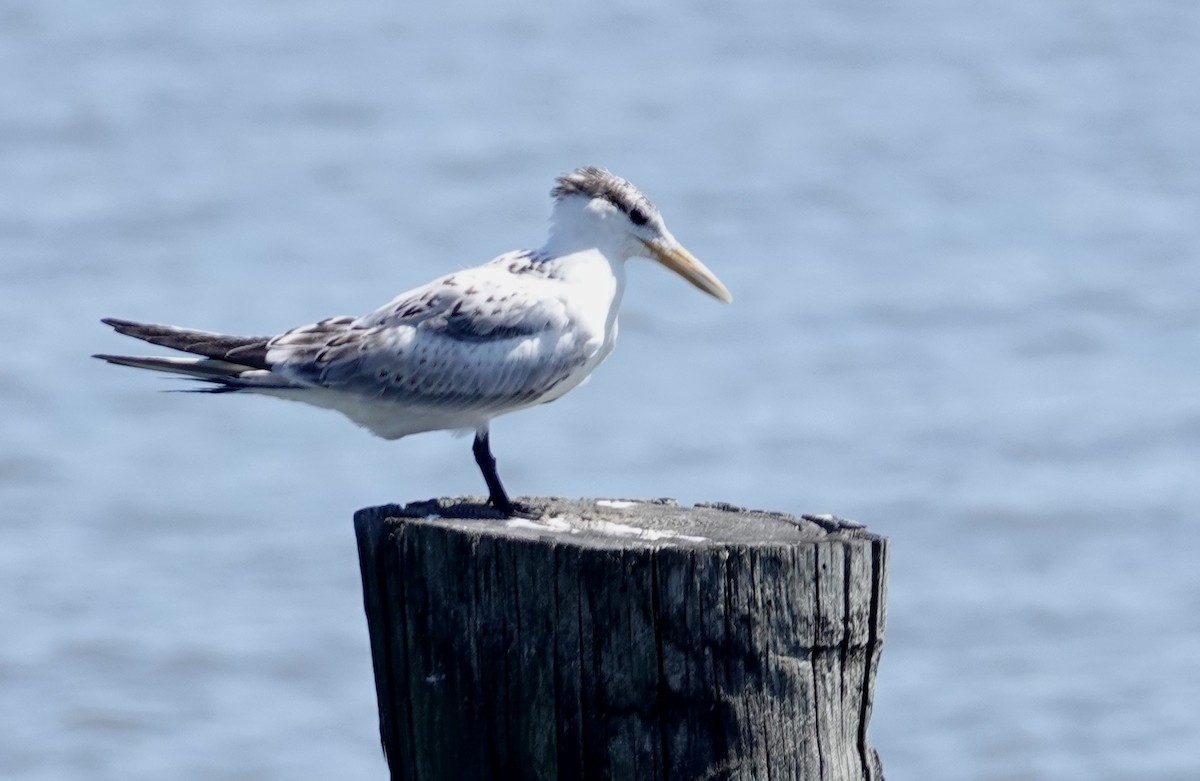 Royal Tern - ML640717346
