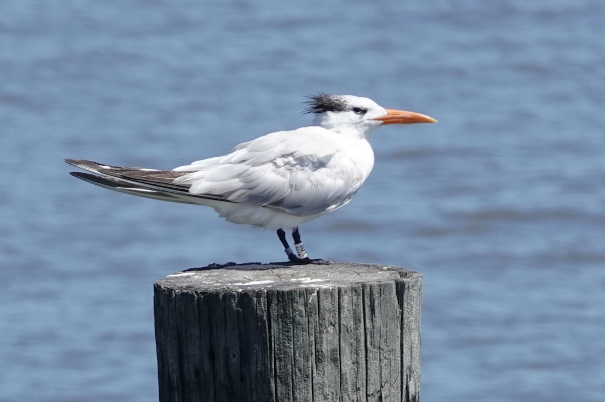 Royal Tern - ML640717347