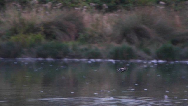 Black-winged Pratincole - ML640717354