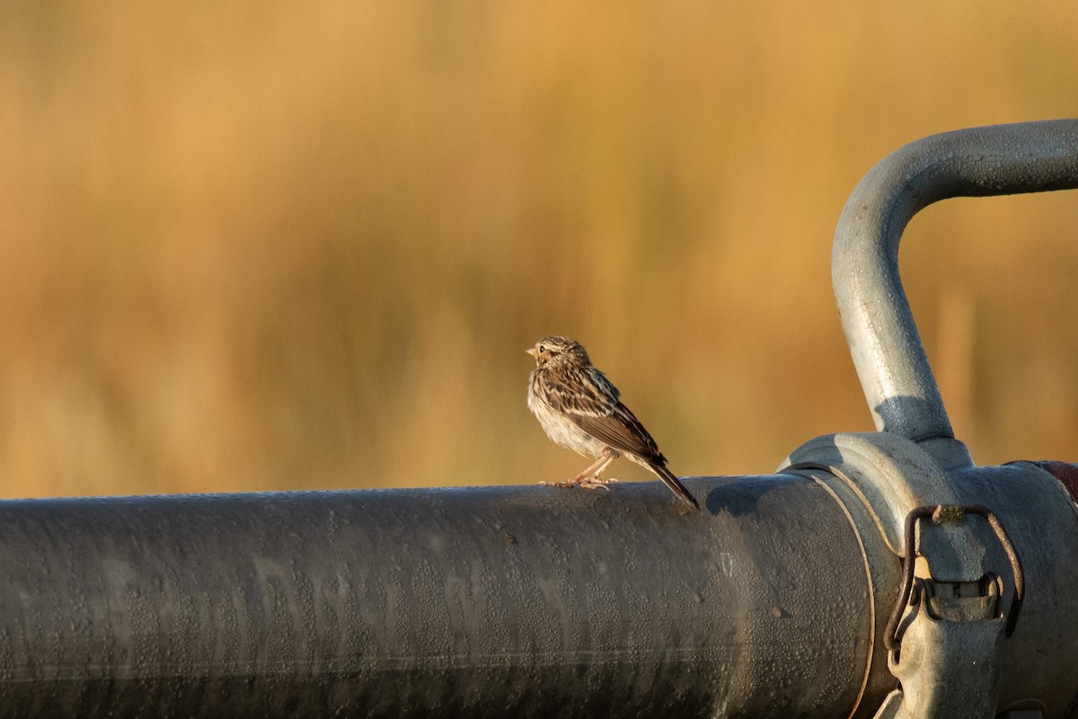 Savannah Sparrow - ML640717357