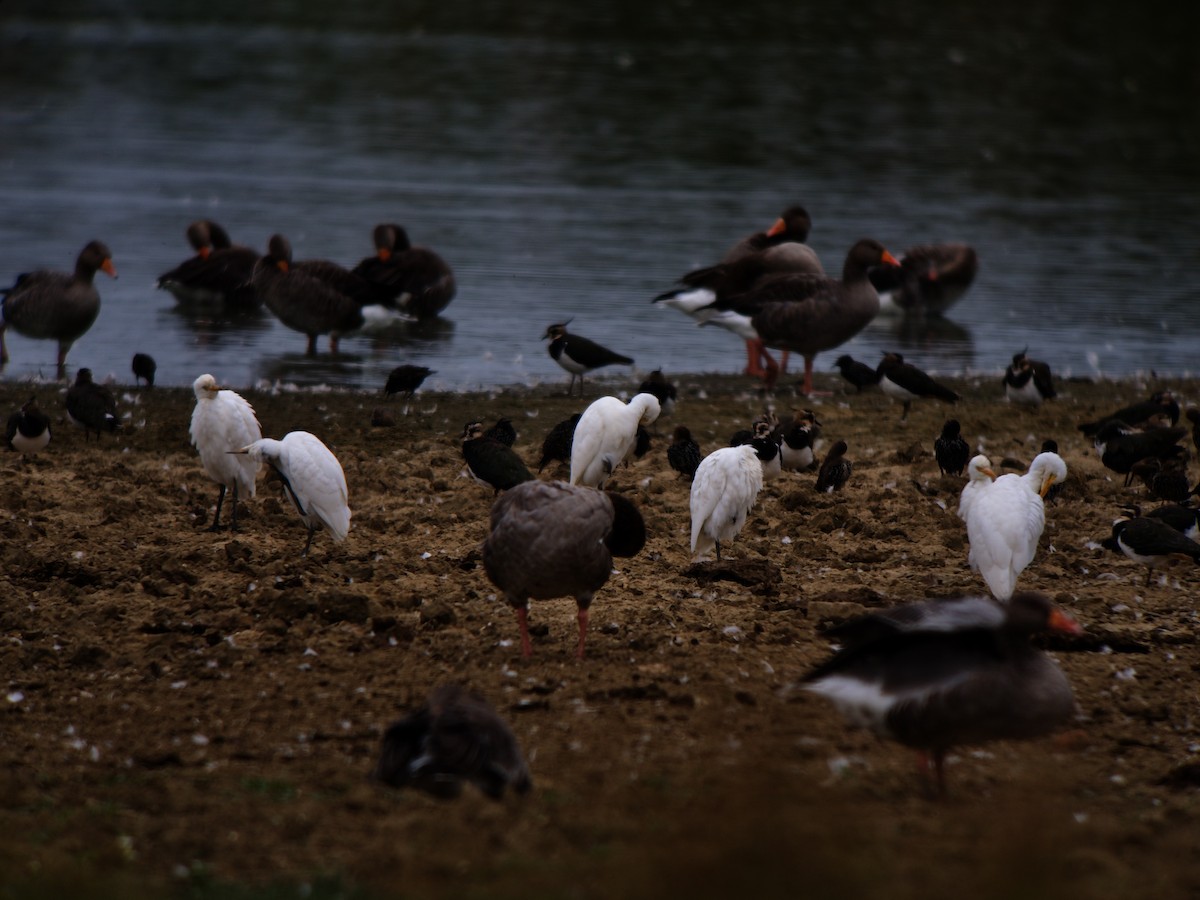 Western Cattle-Egret - ML640717374