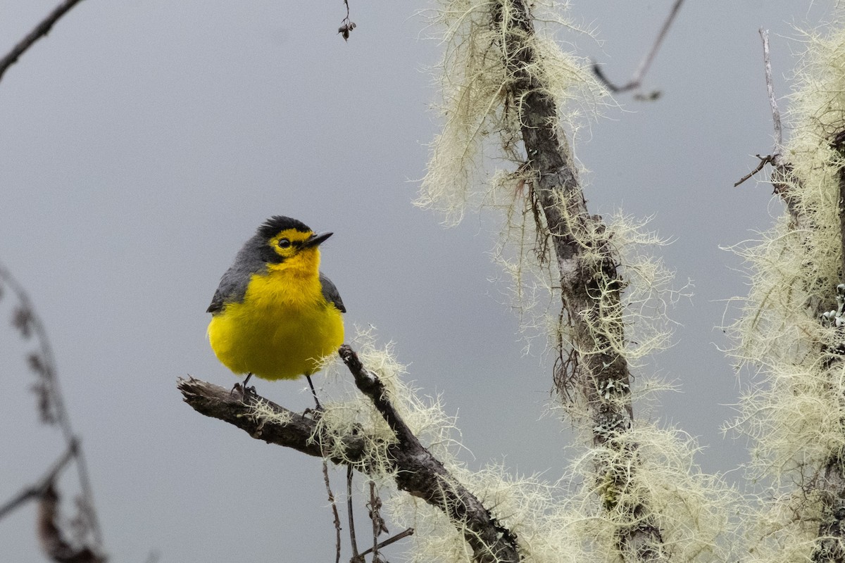 Spectacled Redstart - ML640717389
