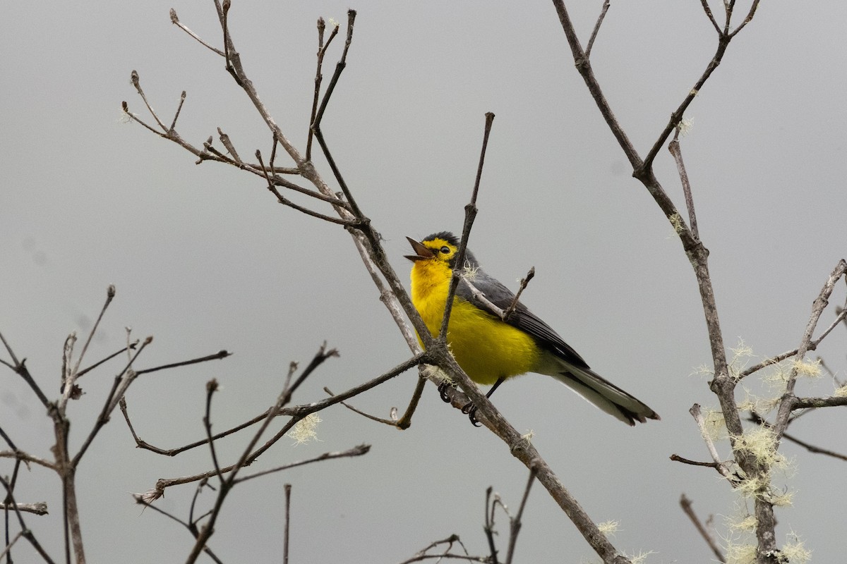 Spectacled Redstart - ML640717390