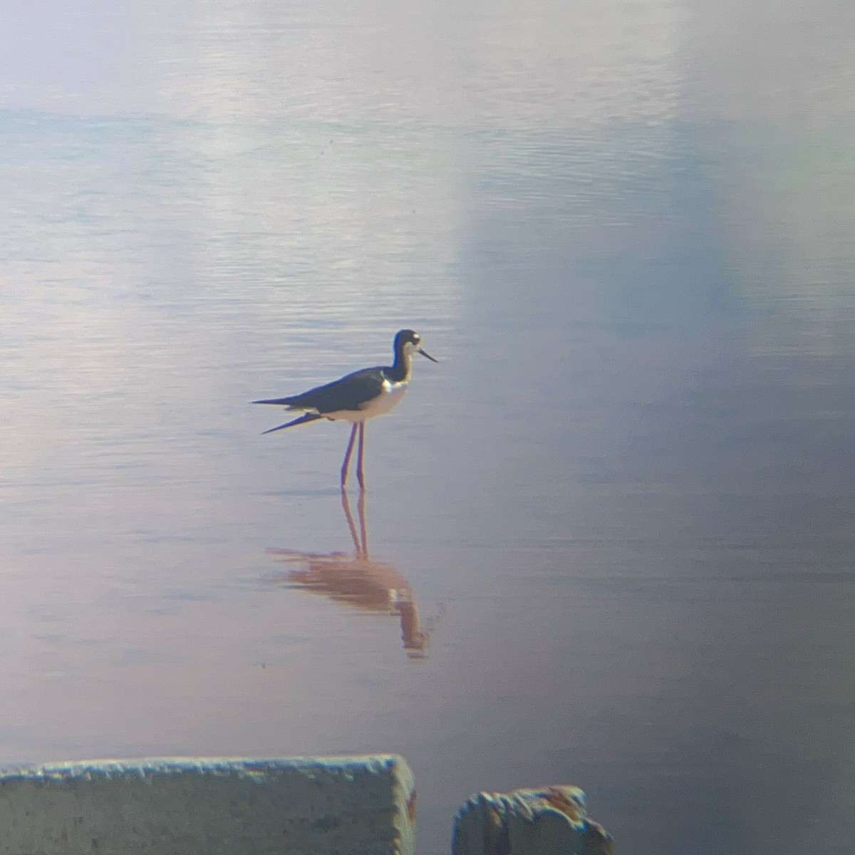Black-necked Stilt - ML640717400