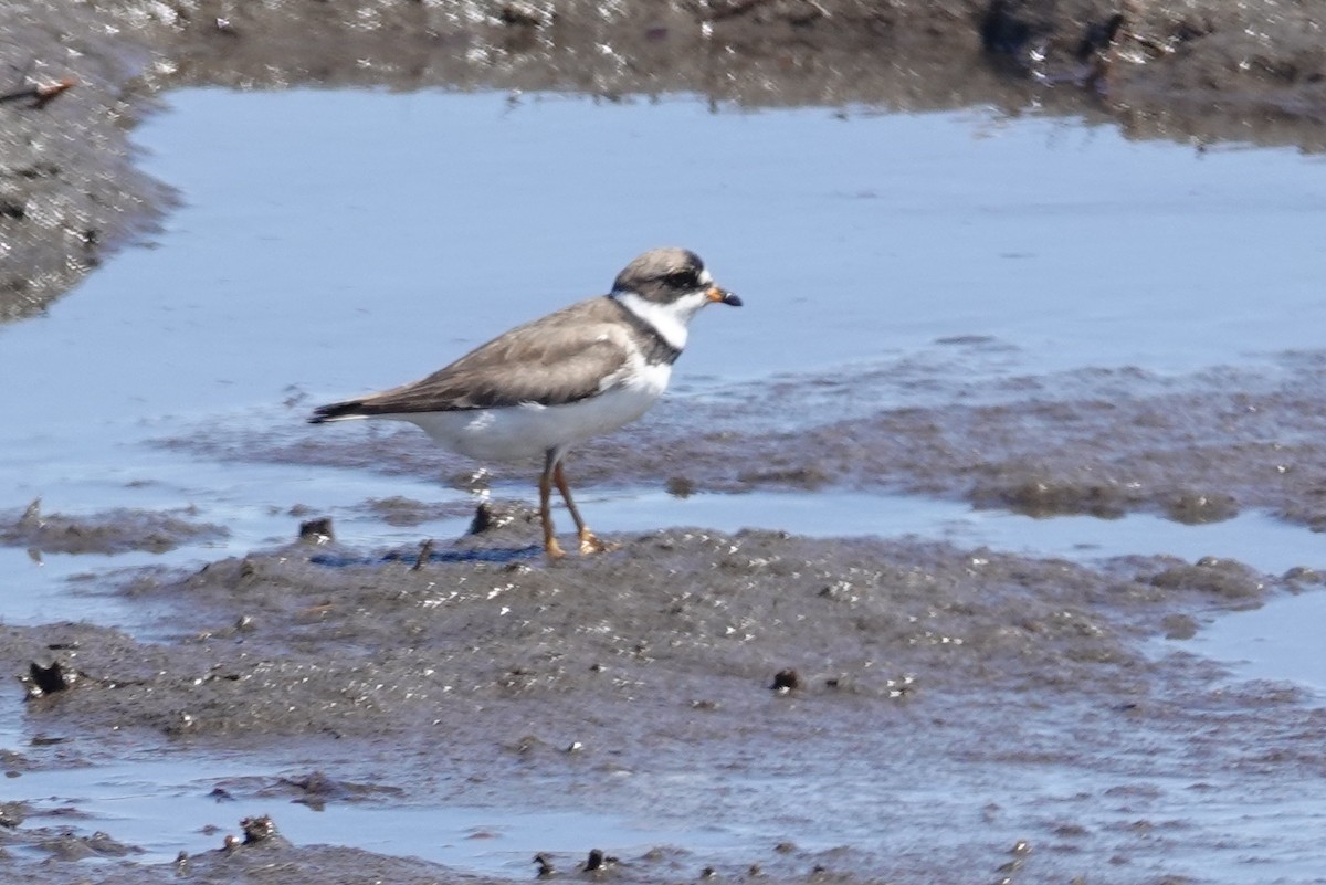 Semipalmated Plover - ML640717404