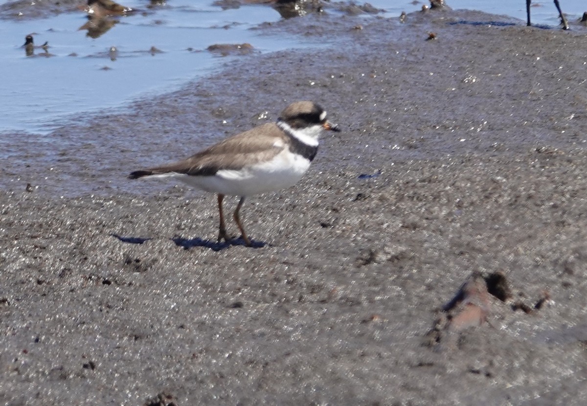 Semipalmated Plover - ML640717405