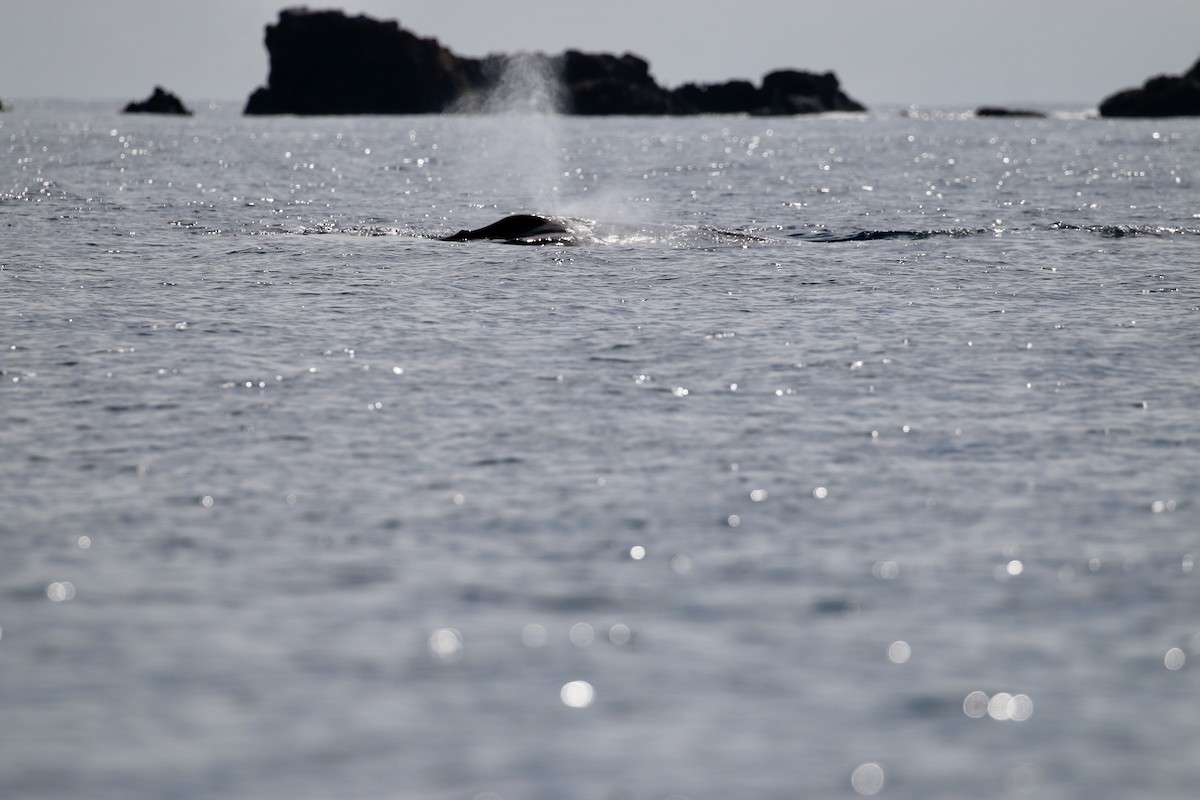 Humpback Whale - ML640717417