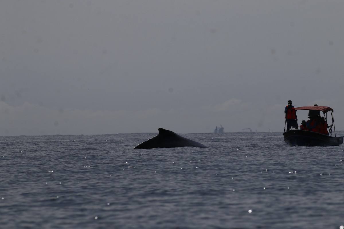 Humpback Whale - ML640717418