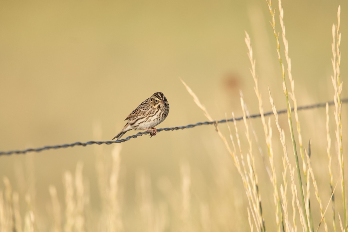 Savannah Sparrow - ML640717435