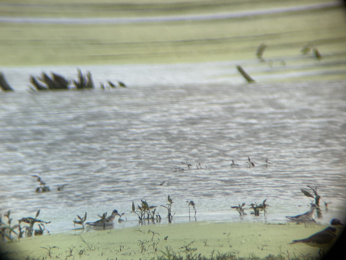 Red-necked Phalarope - ML640717455
