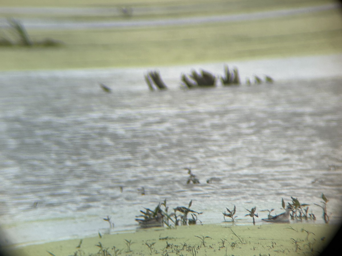 Red-necked Phalarope - ML640717456