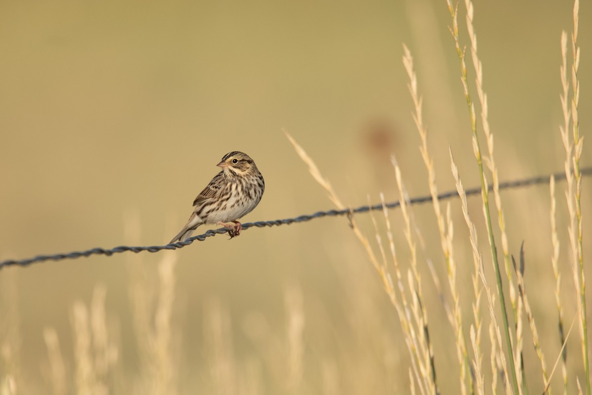 Savannah Sparrow - ML640717474