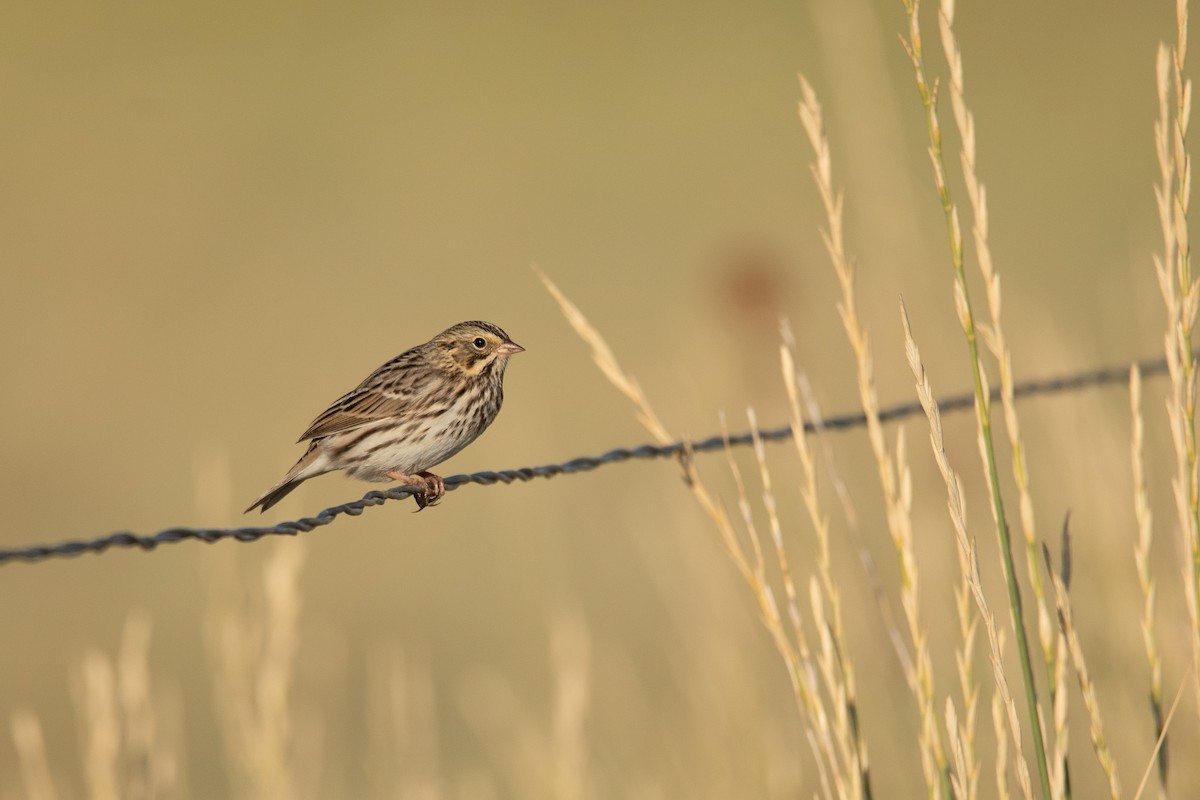 Savannah Sparrow - ML640717498