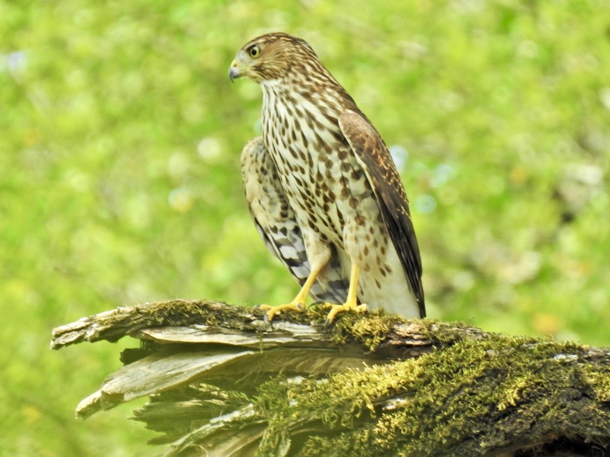 Cooper's Hawk - ML640717510