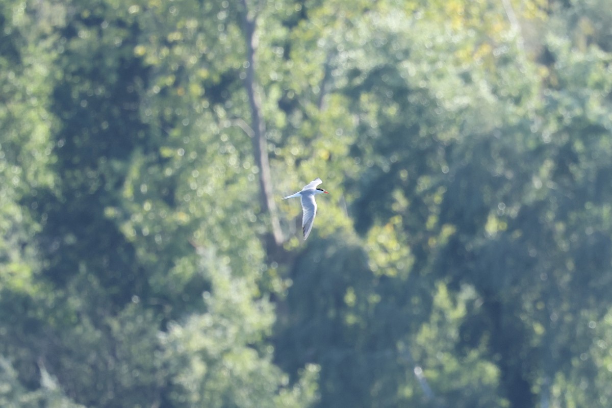 Эгэл хараалай - ML640717515