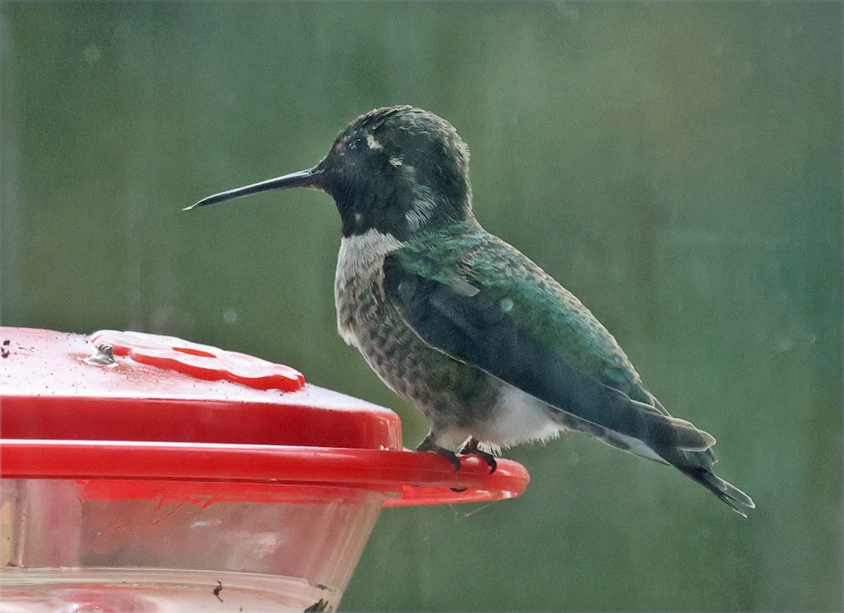 Anna's Hummingbird - ML640717521